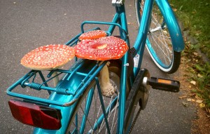 Amanita muscaria na bicicleta
